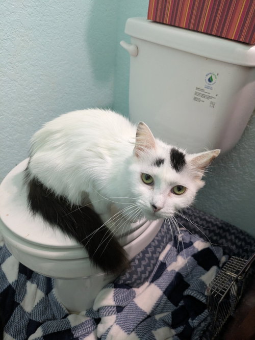 MOMMA SKYE - Domestic Long Hair available for adoption