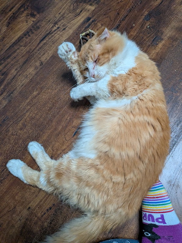 Arlo