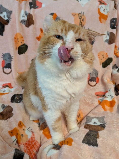 Arlo, an adoptable Domestic Long Hair in San Antonio, TX