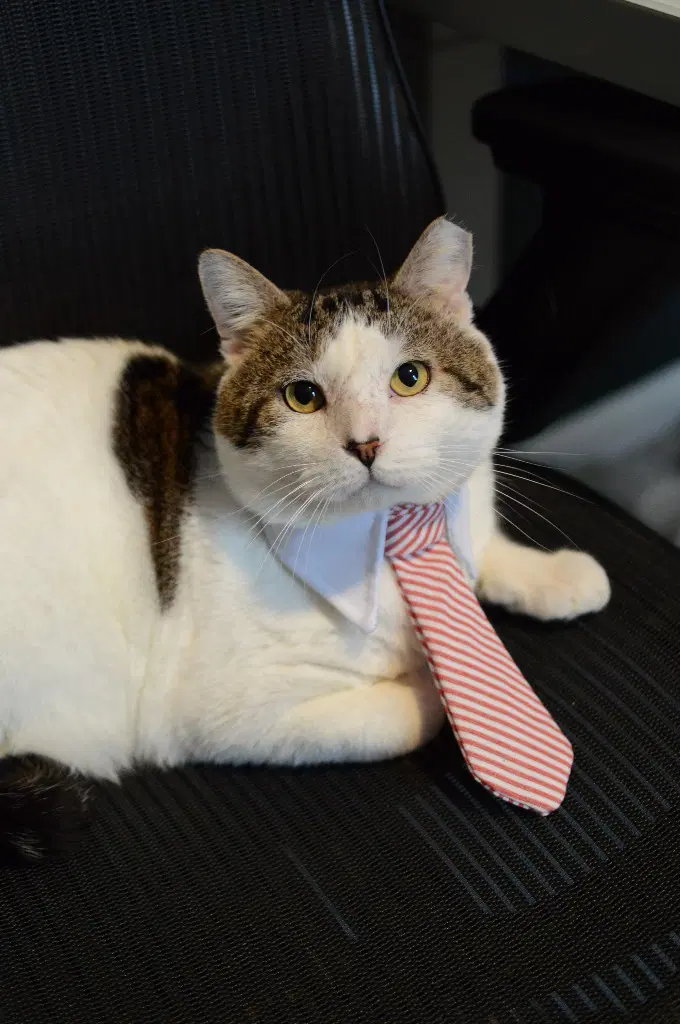 Arnold - Tabby