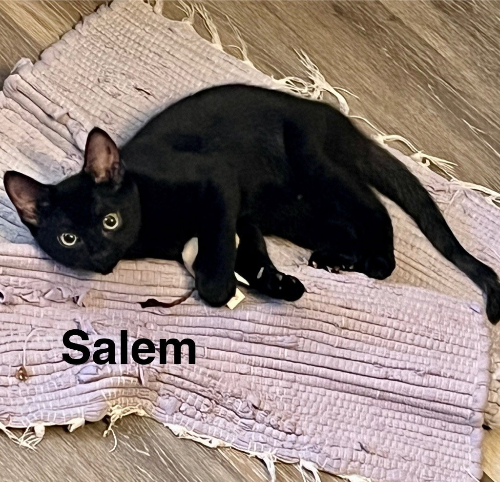 Salem Image