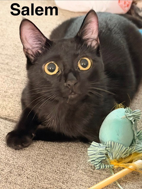 Salem Image