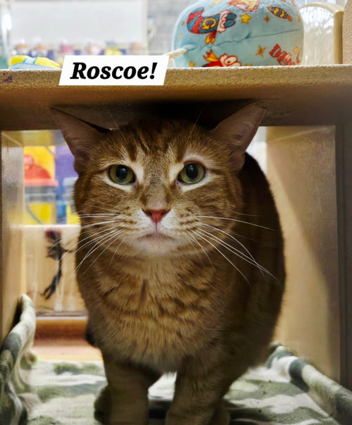 Roscoe, Adult Domestic Short Hair / Tabby / Mixed, cat for adoption in San Marcos, Texas