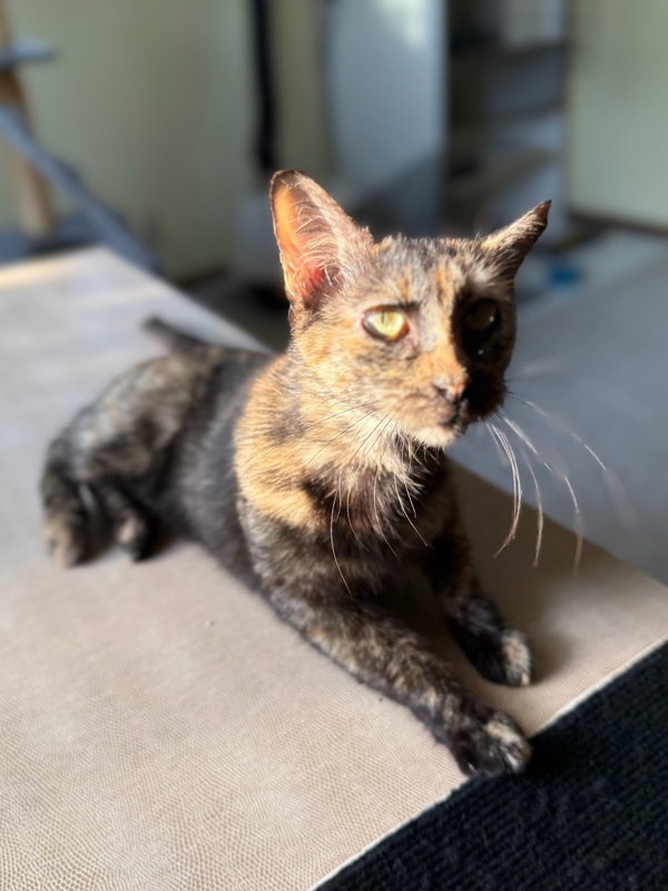 Frankie