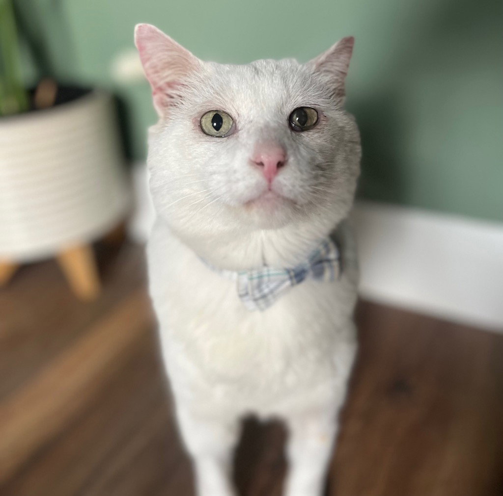 Theodore Image