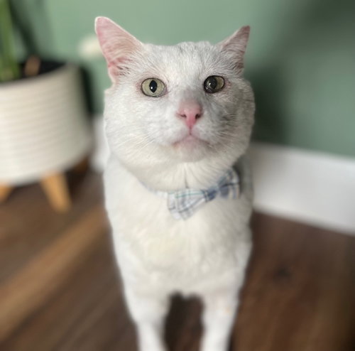 Theodore, Adult Domestic Short Hair / Mixed, cat for adoption in San Marcos, Texas