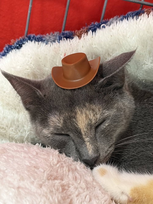 Veruschka, Young Domestic Short Hair, cat for adoption in San Marcos, Texas