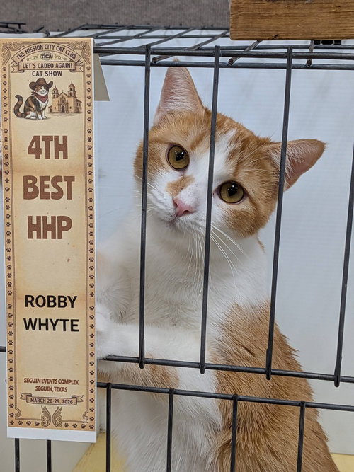 Vasya, an adoptable Tabby in San Antonio, TX