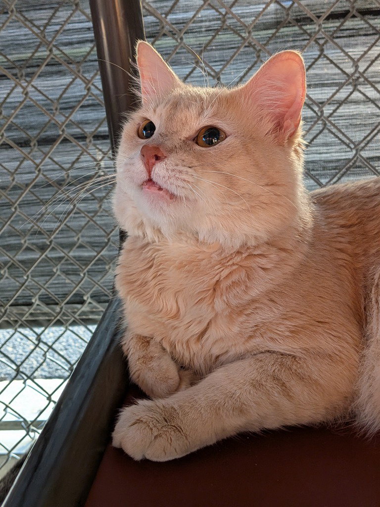 Charlie Image