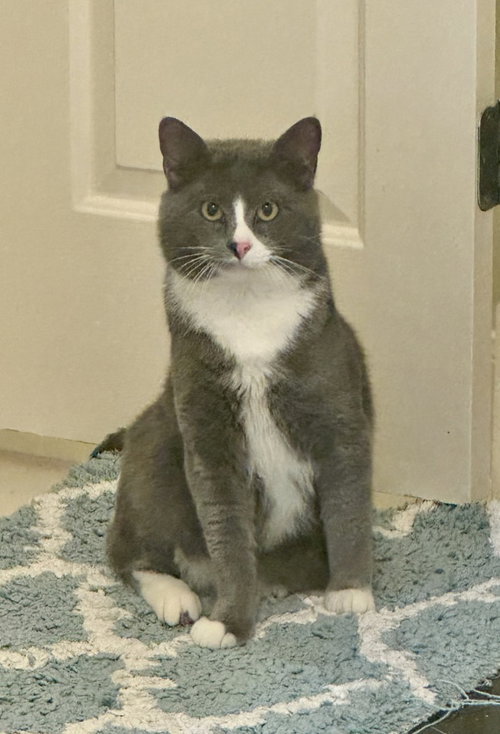 Bugs, an adoptable Domestic Short Hair in San Antonio, TX