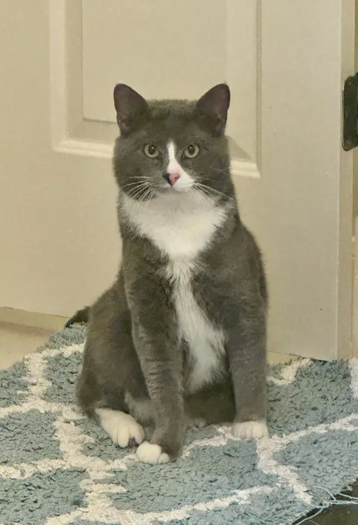 Bugs - Domestic Short Hair
