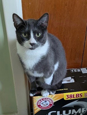 Ghosty, an adoptable Russian Blue in San Antonio, TX