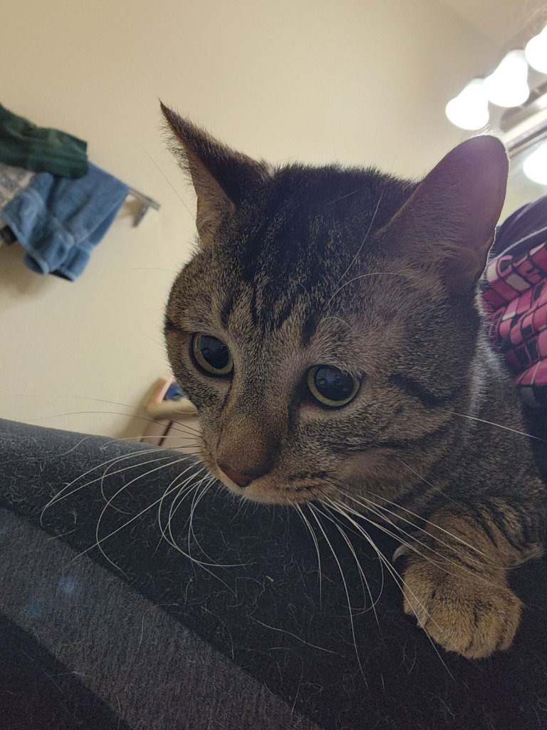Ziggy Image