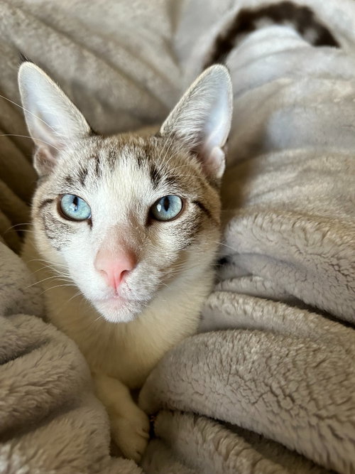 Pippin (CL), an adoptable Siamese in San Antonio, TX