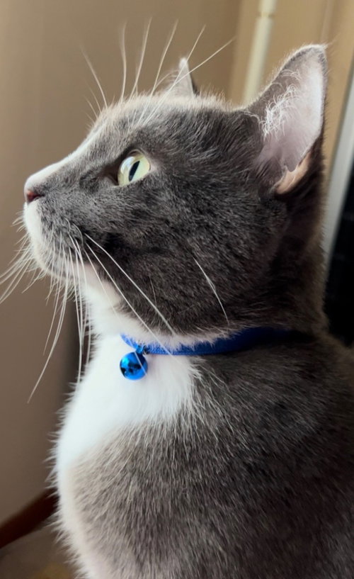 Kylo (CL), an adoptable Russian Blue in San Antonio, TX