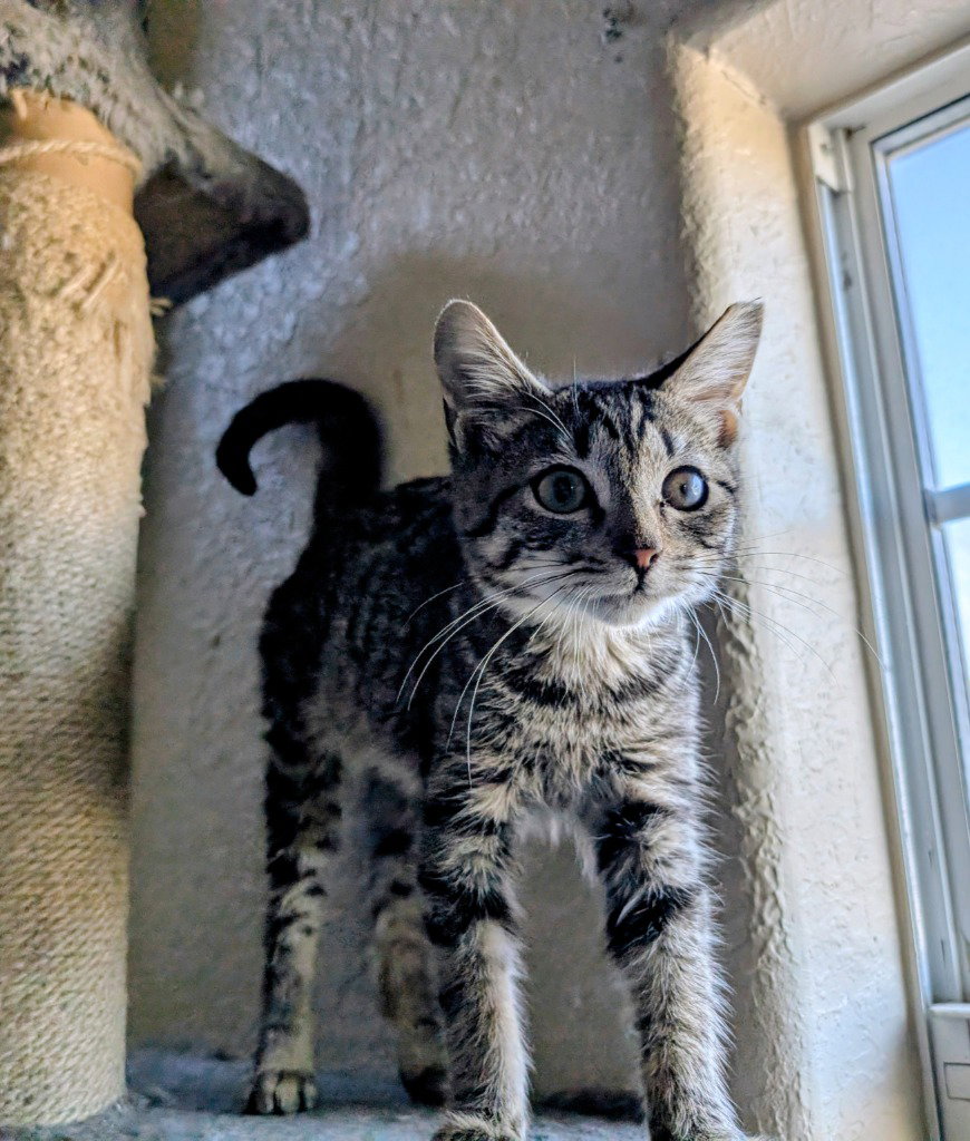 McCloud Image