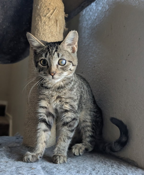 McCloud