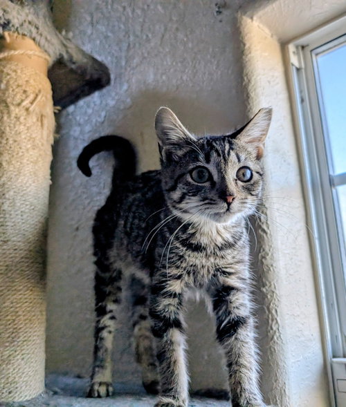 McCloud, an adoptable Tabby in San Antonio, TX