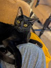Coal - Photo 1