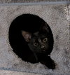 Coal - Photo 2
