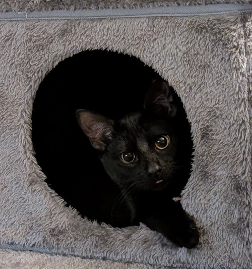 COAL - Domestic Short Hair available for adoption