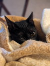 Coal - Photo 3