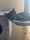 Coal - Photo 4