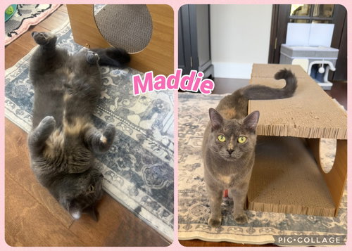 Maddie, an adoptable Domestic Short Hair in San Antonio, TX