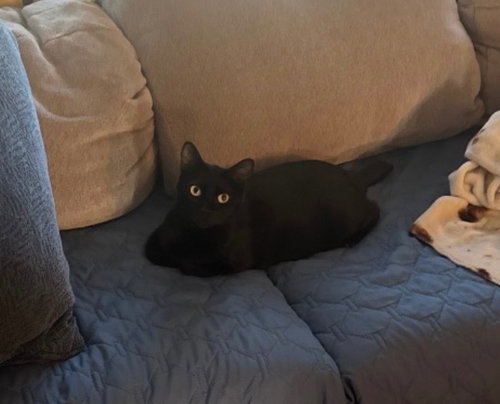 Meesha, an adoptable Bombay in San Antonio, TX