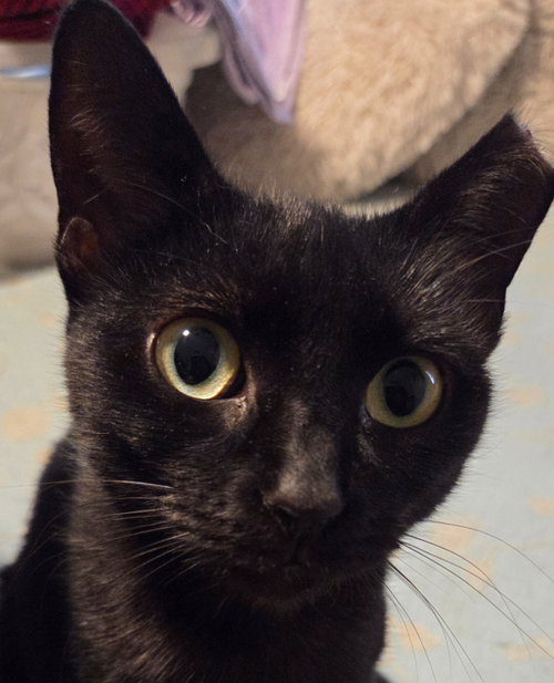 Gargoyle, an adoptable Domestic Short Hair in San Antonio, TX