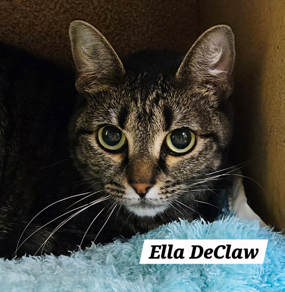Ella DeClaw Image