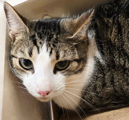 BOOGIE - Tabby available for adoption