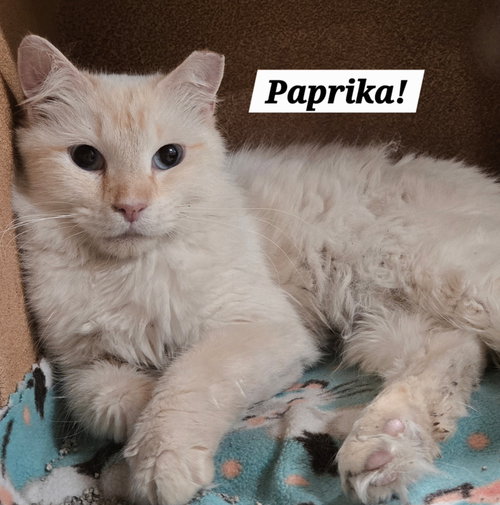 PAPRIKA - Siamese / Himalayan available for adoption