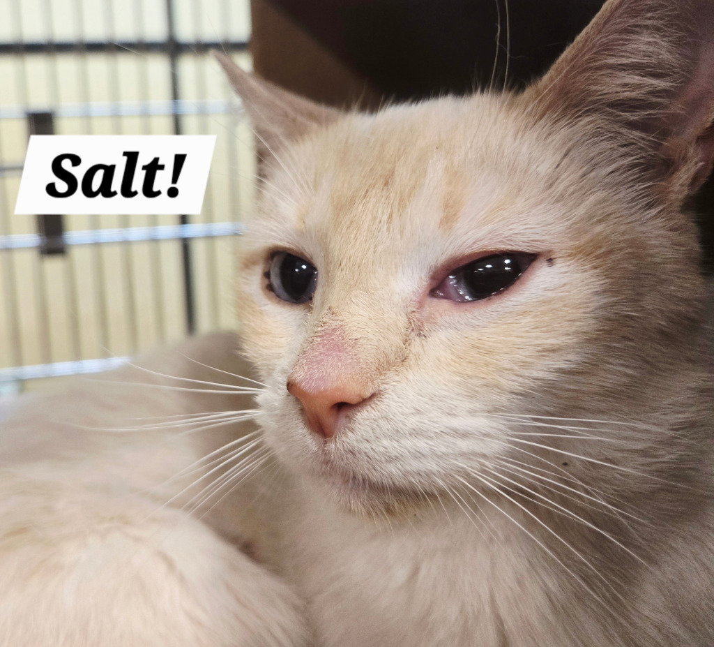 Salt Image