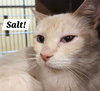 Salt - Photo 1