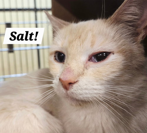 SALT - Siamese / Domestic Short Hair available for adoption