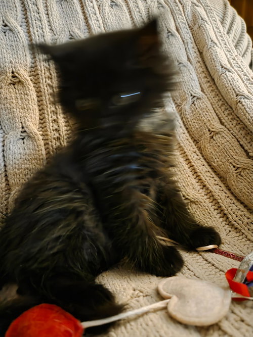 PEDRO - Domestic Long Hair available for adoption