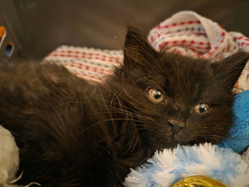 PEDRO - Domestic Long Hair available for adoption