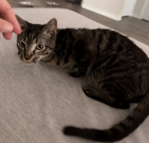 KAI - Domestic Short Hair available for adoption