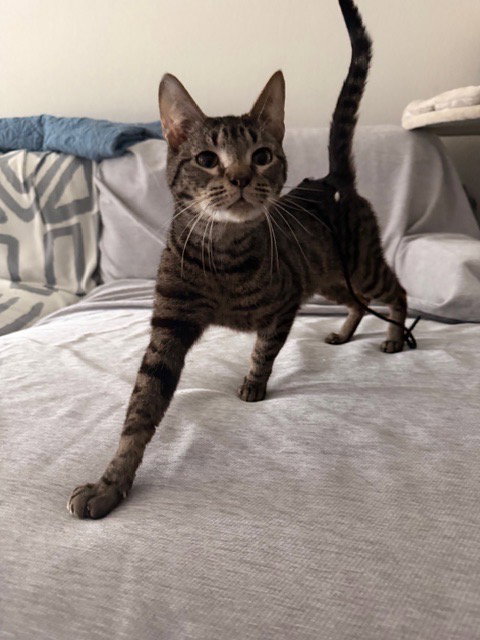 VEX - Domestic Short Hair available for adoption