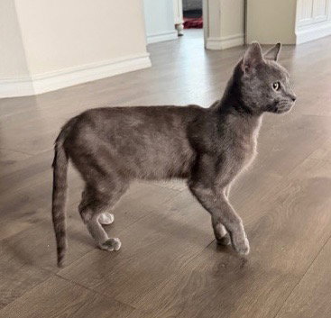 NOX - Domestic Short Hair available for adoption