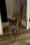 Nox - Photo 3