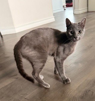 SARO - Domestic Short Hair available for adoption
