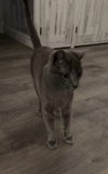 Saro - Photo 3