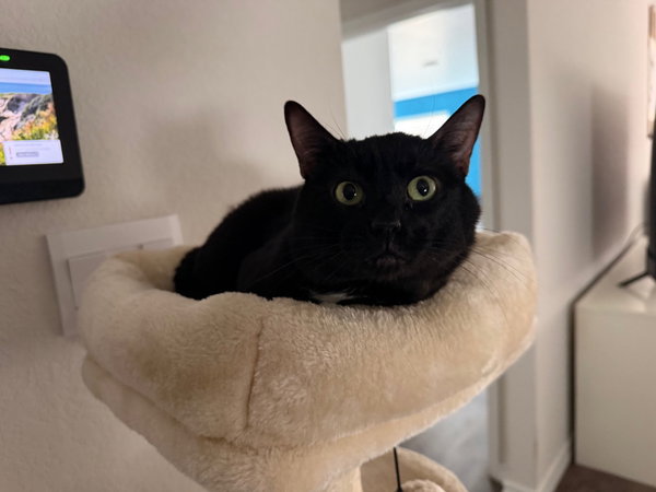 Timo