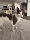 Niko - Photo 1