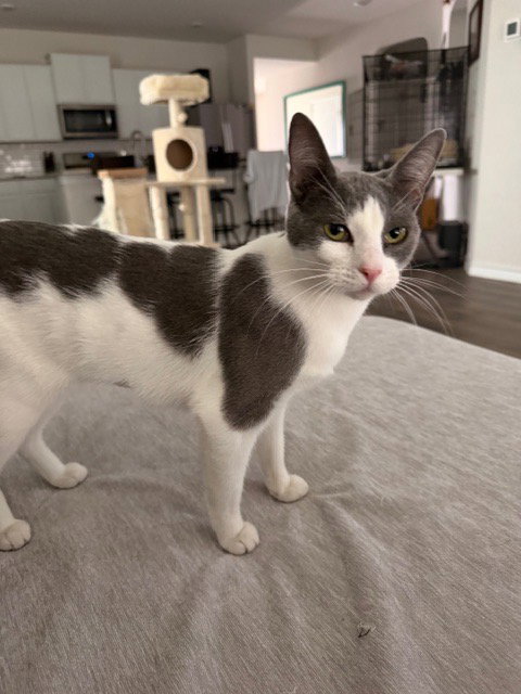 NIKO - Domestic Short Hair available for adoption