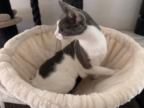 NIKO - Domestic Short Hair available for adoption