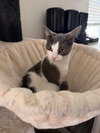 Niko - Photo 3