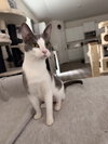 Niko - Photo 4
